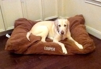Cooper the Labrador Retriever
